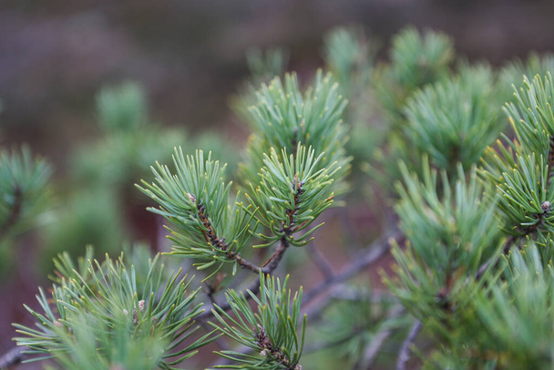 Green pine tree close up details. Photo taken on an overcast weather day. - Photo, Image