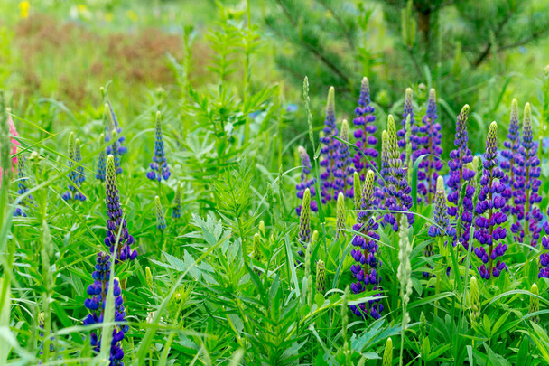 Blooming summer meadow with purple lupines - Photo, Image