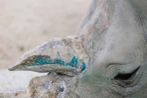 Close up photo of rhino, big old rhinoceros - Zdjęcie, obraz