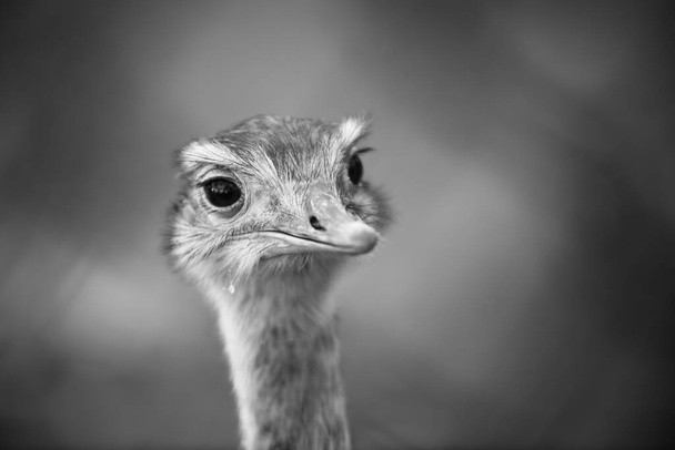Ostrich head close up, an autumn weather park outdoors - Fotó, kép