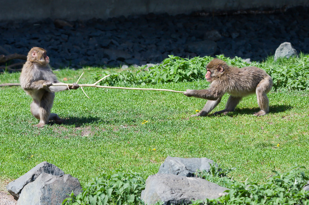 Two Japanese Macaque Fighting over a Stick. - Foto, afbeelding