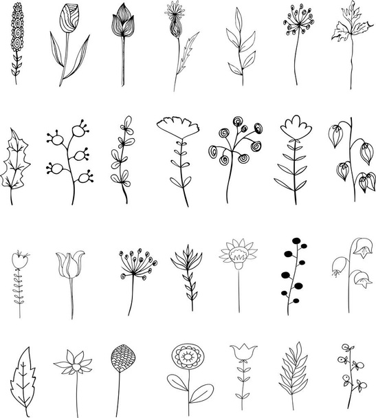 Vektör elementleri. Çiçekler ve bitkiler. Taslak çizim tarzı. Çiçek kompozisyonları için botanik tasarımı - Vektör, Görsel