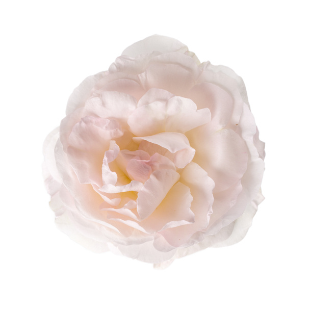 Vaaleanpunainen ruusu eristetty valkoinen. Lähikuva kukkiva kukka pää.  - Valokuva, kuva