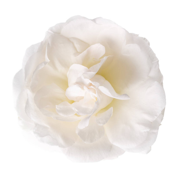 Rosa blanca aislada en blanco. Primer plano de la cabeza de la flor en flor.  - Foto, imagen
