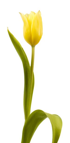Única tulipa amarela isolada no fundo branco
 - Foto, Imagem