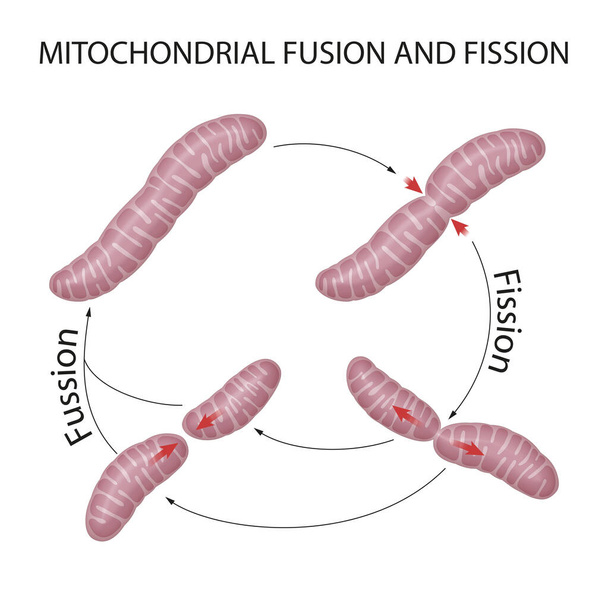 Las mitocondrias son orgánulos dinámicos que se fusionan y dividen constantemente - Foto, imagen