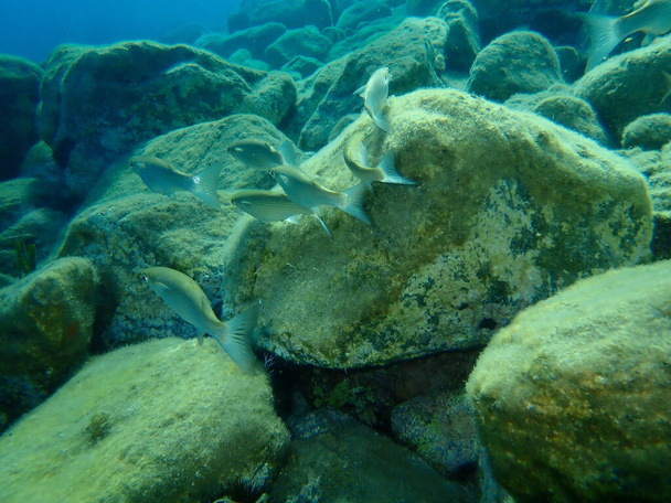 Flachkopf-Meeräsche (Mugil cephalus) unter Wasser, Ägäis, Griechenland, Insel Syros - Foto, Bild