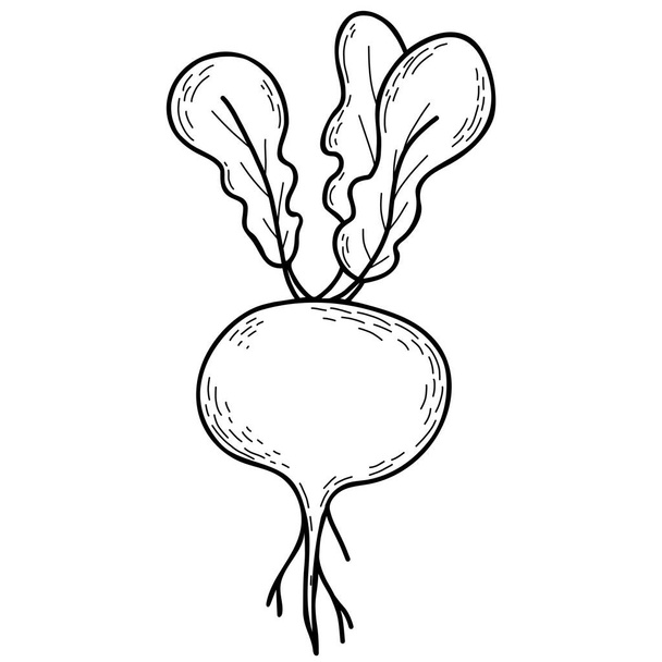 Vegetable root. Beetroot with leaves. Vector illustration. Linear hand drawing, outline for design and decoration, menu design and recipes - ベクター画像