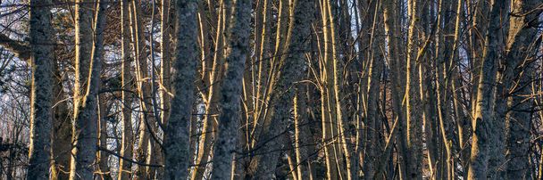 huş gövdesi ormanı, panoramik manzara - Fotoğraf, Görsel