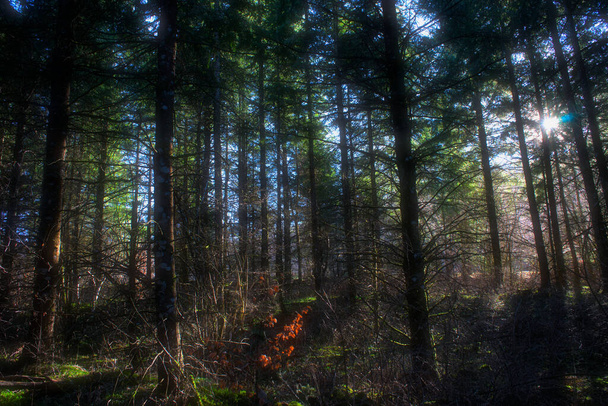 Auvergne άγριο δάσος, έλατα ενάντια στο φως και τις ακτίνες του ήλιου - Φωτογραφία, εικόνα