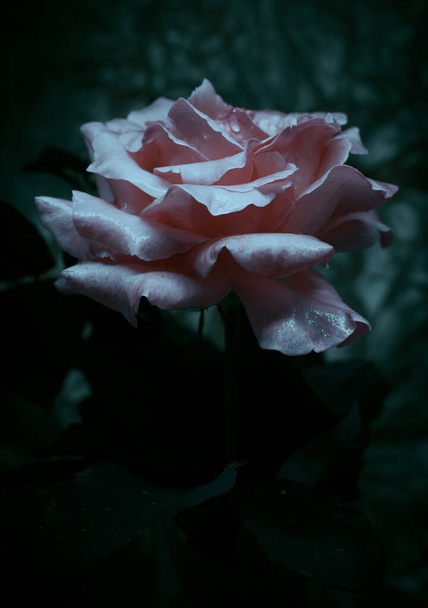 Uma bela e singela flor chamada rosa - Fotoğraf, Görsel