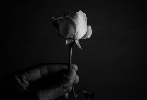 Uma bela e singela flor chamada rosa - Photo, Image