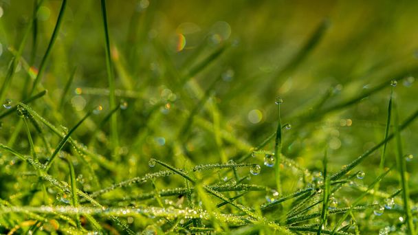 草の中の朝の露の滴 - 写真・画像