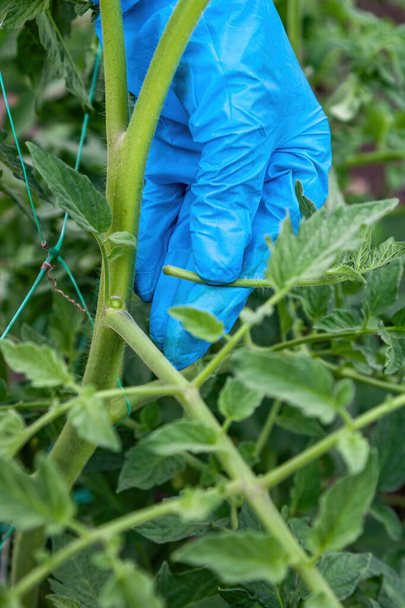Removal of suckers (side shoots) from tomato plants in a greenhouse close-up - Foto, afbeelding