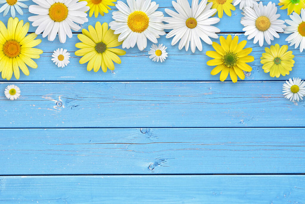 Sárga és fehér százszorszép virágok kék fa asztal háttér. Gyönyörű tavaszi kompozíció, sablon design, másolási hely szöveg. - Fotó, kép