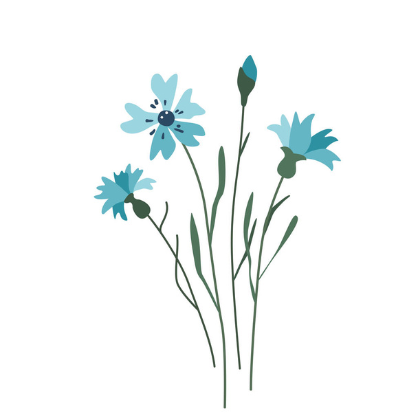 Cornflower flor vetor ilustração isolado no fundo branco no estilo simples moderno - Vetor, Imagem