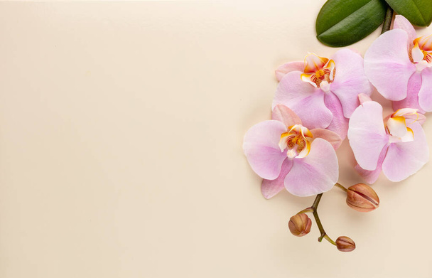 Pink orchid theme objects on pastel background. - Fotoğraf, Görsel