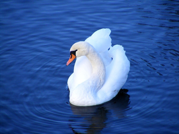 Cisne branco na água - Foto, Imagem
