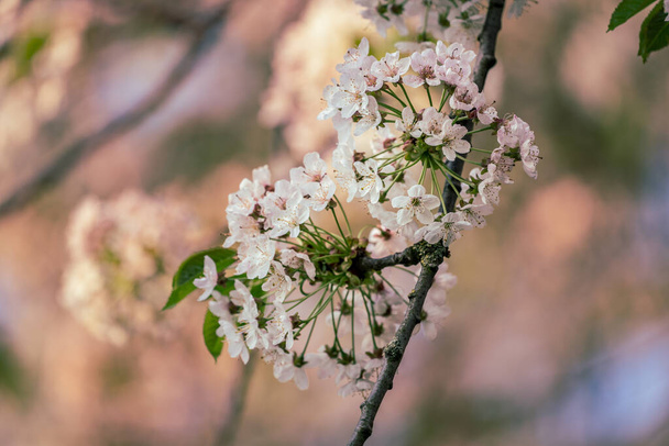 Blossoms on a tree in the sunlight - Foto, Bild