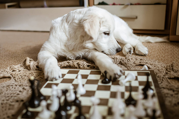 Golden retriever puppy learning to play chess. dog lies near the chessboard and watches how animal owner plays a chess game with chess pieces. - Foto, afbeelding