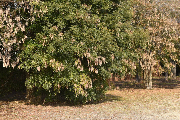 Griffith hamuja. Oleaceae örökzöld fa. Dioecious, virágzási szezon májustól júniusig, gyümölcs spatula alakú szamara vöröses barna magok benne. - Fotó, kép
