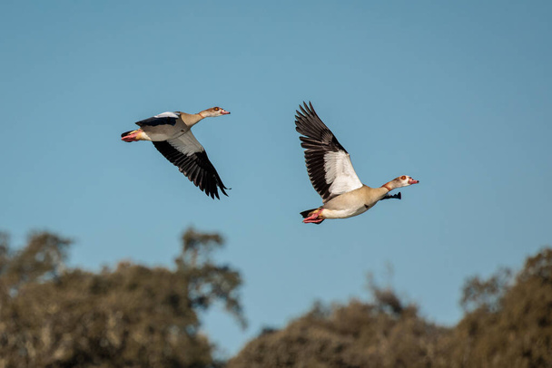 Egyptian goose (Alopochen aegyptiaca). Birds in its natural environment. - Photo, Image