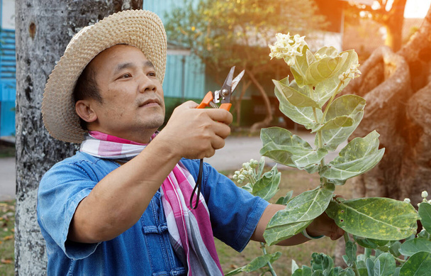 Asian middle aged man is using pruning shears to cut and look after the calotropis gigantea or crown flower tree, Soft and selective focus, free times activity concept. Sunlight edited. - Φωτογραφία, εικόνα