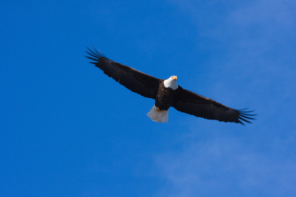 американський лисий орел у польоті
 - Фото, зображення