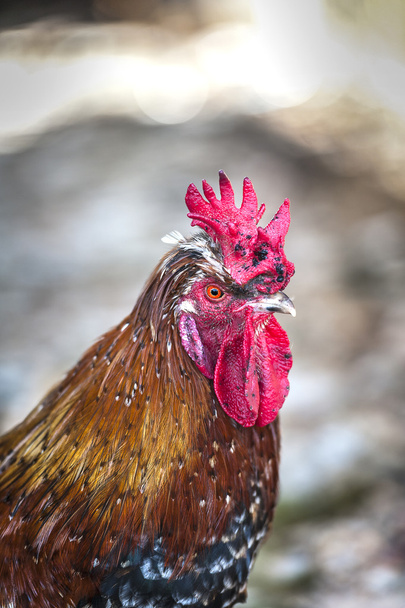 kahverengi tavuk Close-Up - Fotoğraf, Görsel