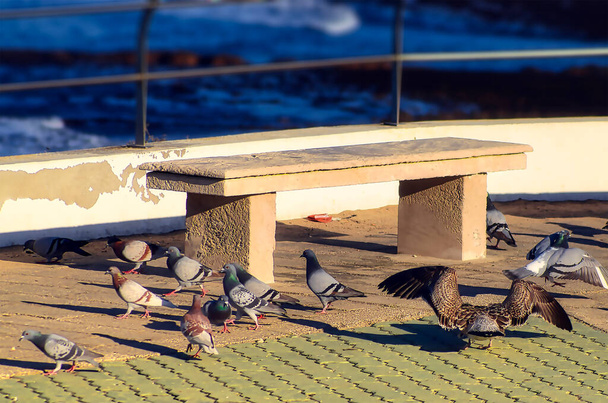 Голуби і чайки на тротуарі змагаються за деякі крихти
 - Фото, зображення