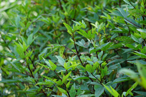 Rosella bitkisi (Roselle olarak da bilinir) doğal bir geçmişe sahiptir. Bitkisel içecek ve bitkisel ilaç olarak kullanın. - Fotoğraf, Görsel