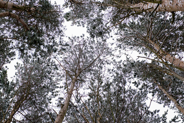 primeira neve caiu na floresta de pinheiros
. - Foto, Imagem