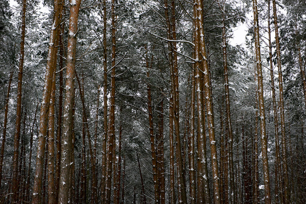 eerste sneeuw viel in het dennenbos. - Foto, afbeelding