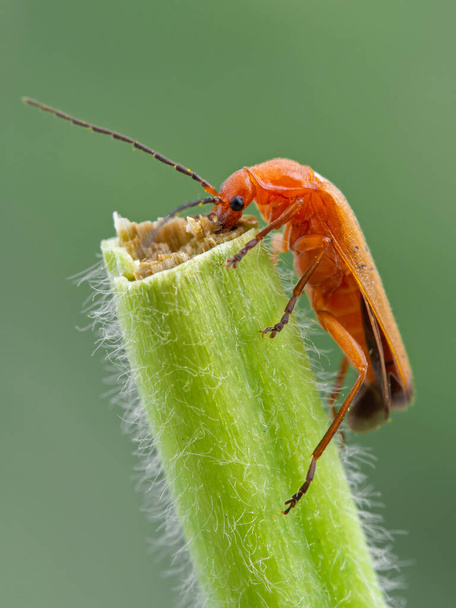 Side view of a brightly colored common red soldier beetle, Rhagonycha fulvae, chewing on the broken end of a plant stem, vertical - Photo, Image