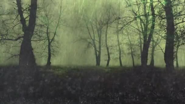 森の中の雨や雨水の壁 – 音とビデオ - 映像、動画