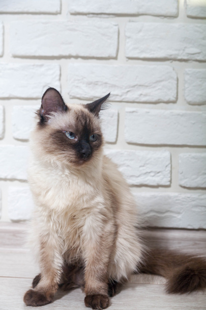 портрет серого кота с полосками, лежащими на земле, крупным планом, избирательным фокусом. Высокое качество фото - Фото, изображение