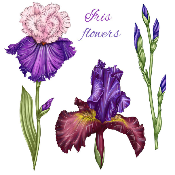 Amazing irises illustration, pinky violet iris, blue buds, purple flower, summer beautiful botanica design elements - Foto, immagini