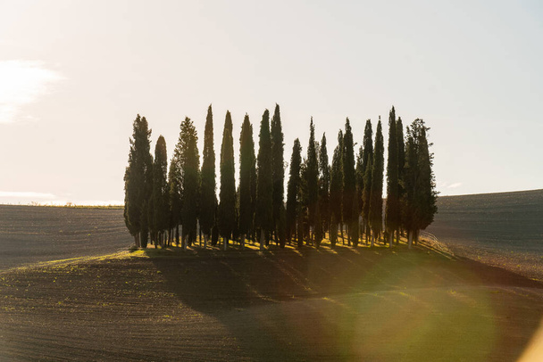 Widok typowego toskańskiego krajobrazu z grupą cyprysów na błękitne niebo w pięknym złotym świetle poranka o świcie, Toskania, Włochy, Europa Południowa - Zdjęcie, obraz