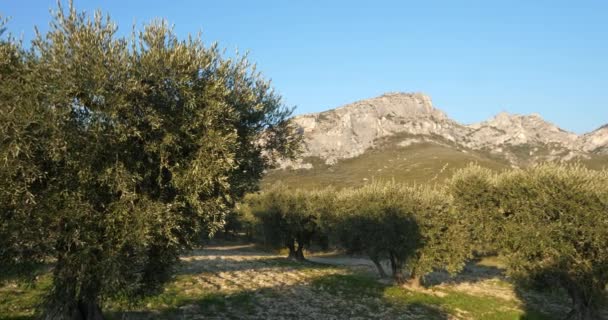 Olives groves, Les Civadieres in the Alpilles range, Provence, France - Footage, Video
