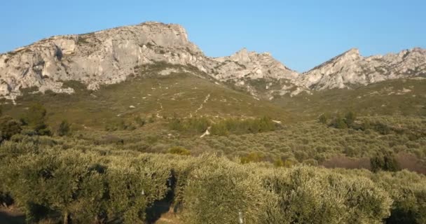Olives groves, Les Civadieres in the Alpilles range, Provence, France - Footage, Video