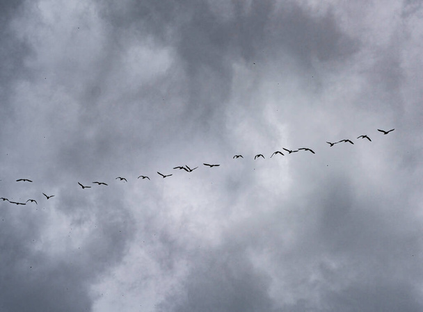 Vögel fliegen nacheinander gegen den Himmel - Foto, Bild
