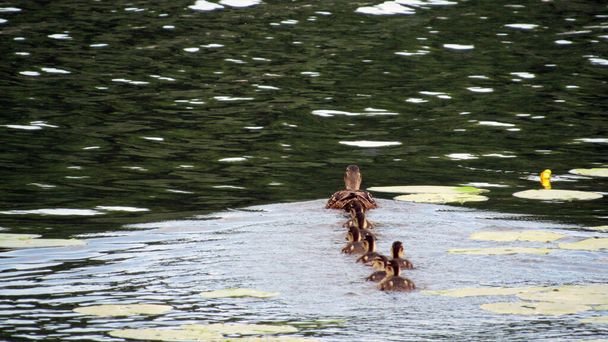 duck with ducklings floating along the lake - Photo, Image