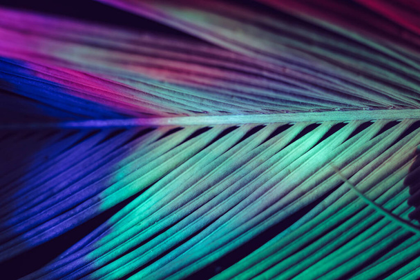 Close up beautiful palm leaf in multi colored light. Minimalism retro style concept. Background pattern texture for design.  - Foto, imagen