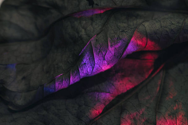 Close up Beautiful abstract leaf in neon light. Minimalism modern style concept. Background pattern for design. Macro photography view. - Fotoğraf, Görsel