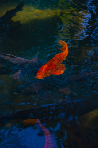 Swimming carp in the pond - Photo, Image