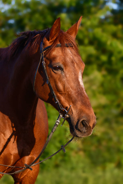 Portrait of a chestnut warmblood horse with a snaffle in the evening sunlight. Nature in the background. - Photo, Image