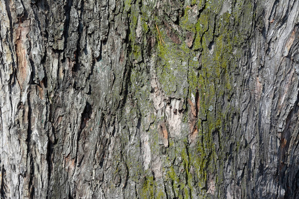 Tree Bark Textured Surface for Background, Texture or Wallpaper. - 写真・画像