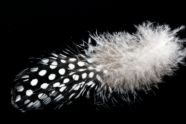 Feather - Фото, изображение
