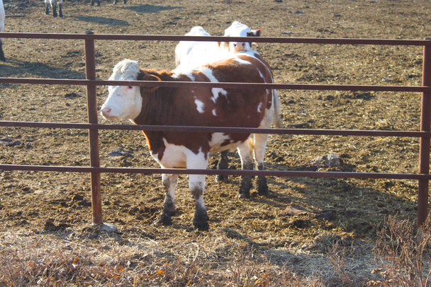 Vaches derrière une clôture dans une ferme laitière, région de Vinnytsia, Ukraine - Photo, image