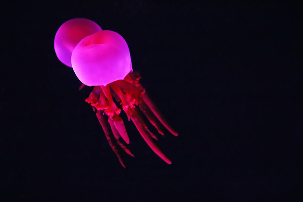 Zblízka pohled na zářící růžové medúzy medúzy medúzy nudle Catostylus mosaicus - Fotografie, Obrázek